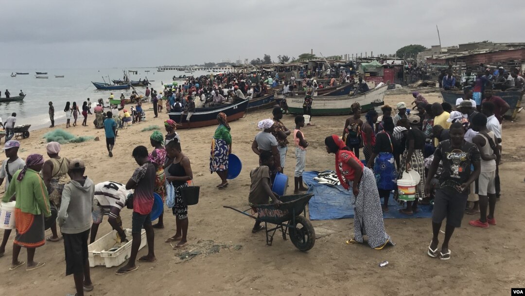 Governo proíbe captura de sardinha, carapau e atum a partir de 1 de Junho por dois meses