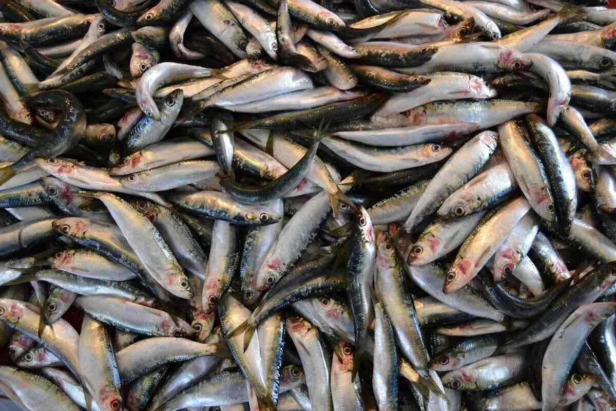 Governo proíbe pesca da sardinha e em Junho vai proibir a captura de carapau, mais dificuldades para as famílias angolanas